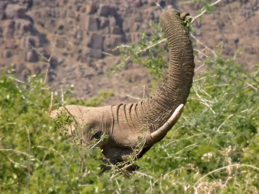 Zbliżenie na słonia pustynnego pośród gęstych zarośli. Widoczna jest głowa, oko oraz uniesiona wysoko trąba, która chwyta gałęzie zielonego krzewu. Widać również fragment jasnego ciosa. Tło stanowi rozmyte, skaliste zbocze góry w kolorze rdzawobrązowym, charakterystyczne dla surowego krajobrazu Damaralandu.
