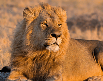 Zbliżenie na głowę majestatycznego lwa z bujną grzywą, oświetlonego promieniami zachodzącego słońca na sawannie. Botswana, Moremi