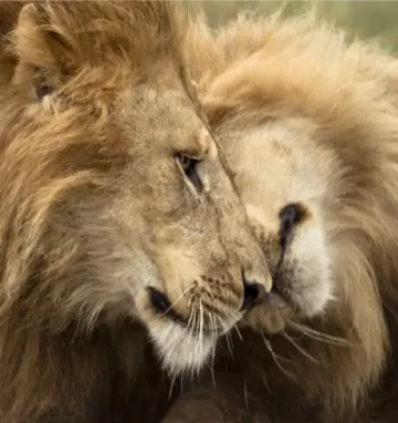 Lwy w Serengeti w Tanzanii