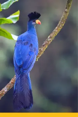 Turak siedzący na gałęzi, Uganda, Afryka