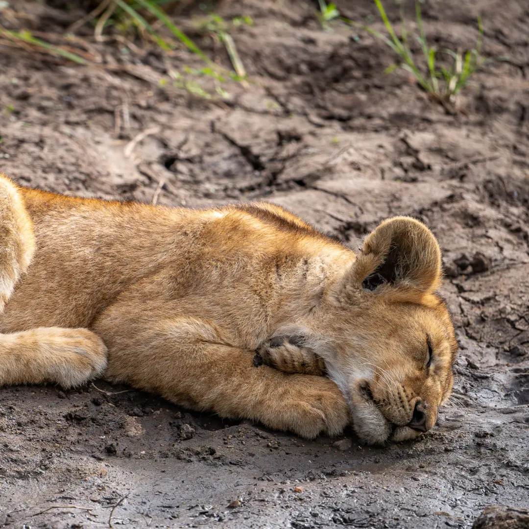Mały lew śpiący w parku Serengeti w Tanzanii