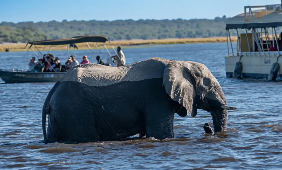 Słoń brodzący w rzece Chobe w otoczeniu łodzi z turystami, Botswana