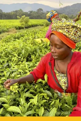 Pola herbaciane, wycieczka do Rwandy