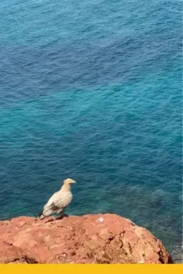 Ścierwnik siedzący na skale w Dihamri na Sokotrze