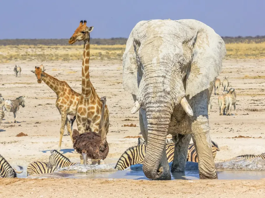 Grupa dzikich zwierząt zgromadzona przy wodopoju na tle charakterystycznego, białego, wapiennego krajobrazu Parku Narodowego Etosha. Widać stado zebr pochylających się nad wodą, kilka antylop springbok oraz słonia pokrytego jasnym pyłem. Teren jest płaski, suchy i niemal pozbawiony roślinności, a nad horyzontem rozciąga się bezchmurne niebo.