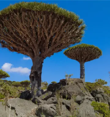 Smocze drzewa na wyspie Sokotra w Jemenie