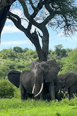 Safari Tanzania, Tarangire