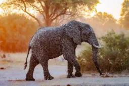 Słoń w parku Chobe, Botswana