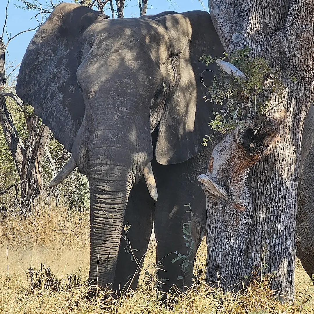Słoń w Delcie Okawango Botswana