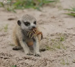 Surykatka w czasie wycieczki do Botswany