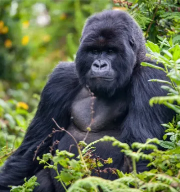 Goryl górski w Bwindi w Ugandzie