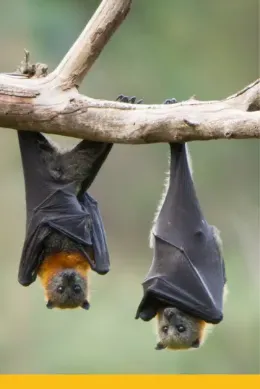 Migracja nietoperzy, Kasanka, Safari Zambia
