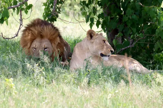 Lwy, Botswana