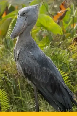Trzewikodziób pozujący do zdjęć turystów w trakcie podróży do Ugandy
