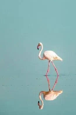 Flaming na jeziorze Natron, Tanzania