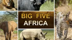 Kolaż zdjęć przedstawiający Wielką Piątkę Afryki: lew, bawół, słoń, nosorożec i lampart z napisem Big Five Africa.