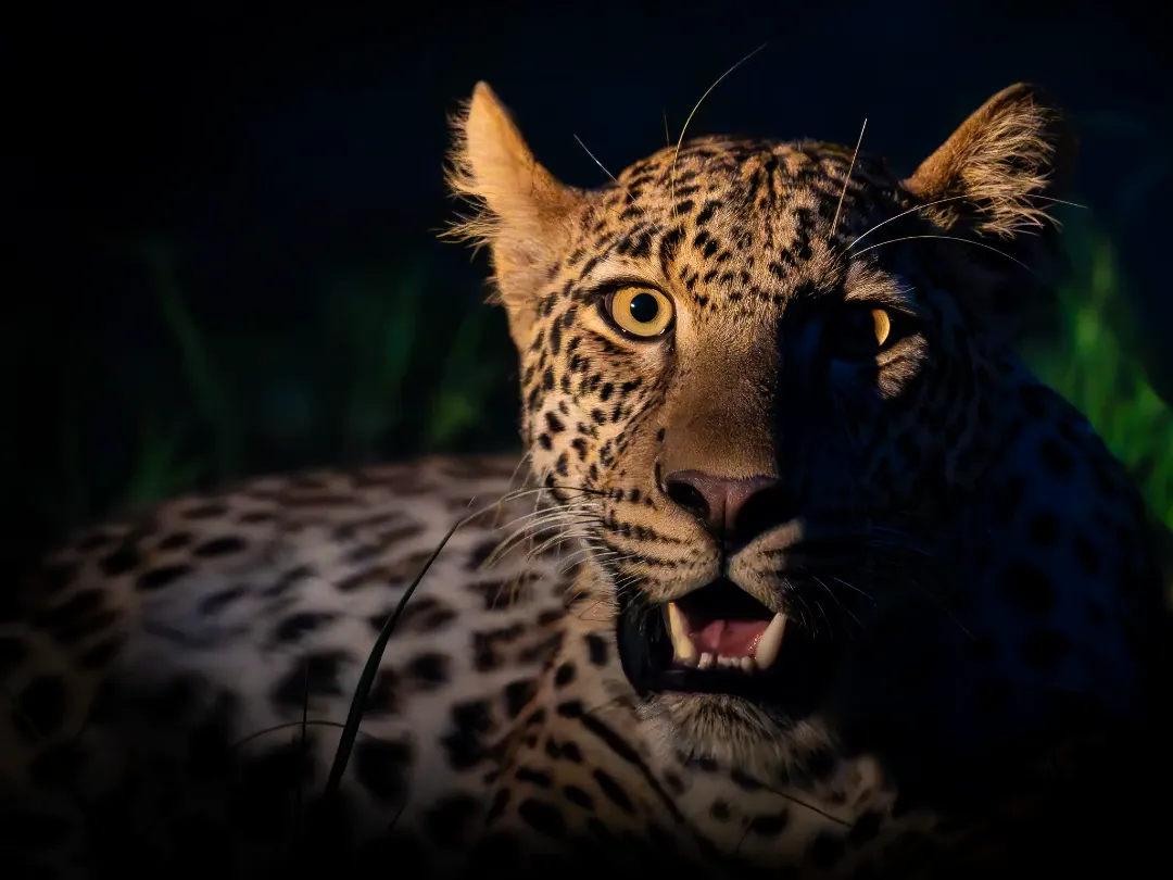 dzikie ptaki, Zambia