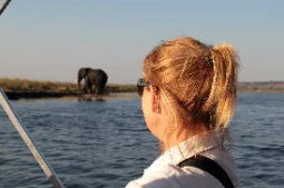 Słoń, Delta Okawango, Botswana, Afryka