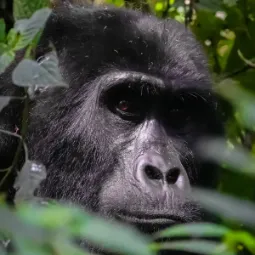 Goryl w parku narodowym Bwindi, Uganda
