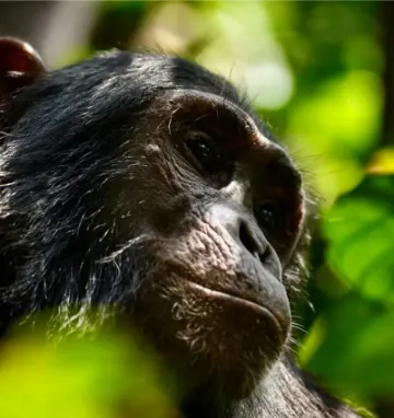 Szympans w Kibale w Ugandzie