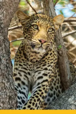 Lampart, Safari w Zambii