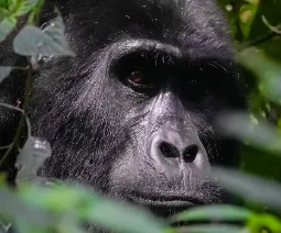 Goryl w parku narodowym Bwindi w Ugandzie