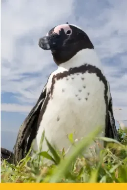 pingwiny-wyspa-halifax-namibia