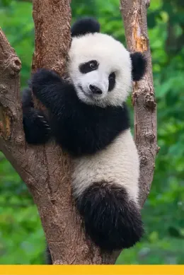 Panda olbrzymia w Chengdu, wycieczka do Chin