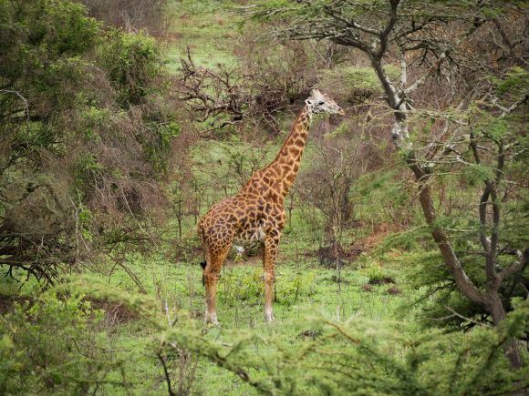 Żyrafa w Parku Narodowym Akagera, Rwanda