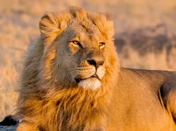 Zbliżenie na głowę majestatycznego lwa z bujną grzywą, oświetlonego promieniami zachodzącego słońca na sawannie. Botswana, Moremi