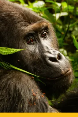Rwanda, Trekking do goryli