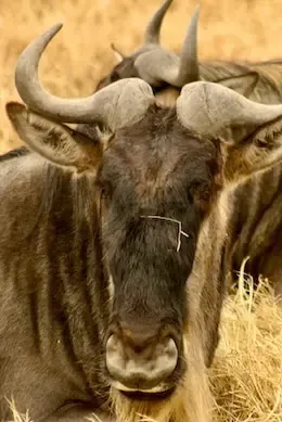 Safari Tanzania, Ngorongoro