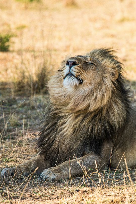 Lew w parku narodowym South Luangwa, Zambia