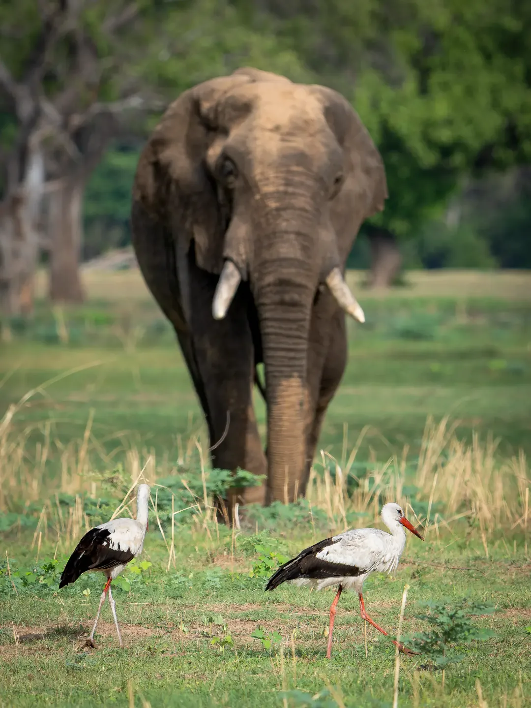 Słoń podczas safari w Zambii