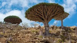 Kilka drzew smoczej krwi (Dracaena cinnabari) o charakterystycznym kształcie parasola, rosnących na skalistym, suchym zboczu pod błękitnym niebem z białymi chmurami na wyspie Socotra.