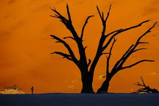 Drzewo w Sossusvlei, wyprawa 4x4 Namibia