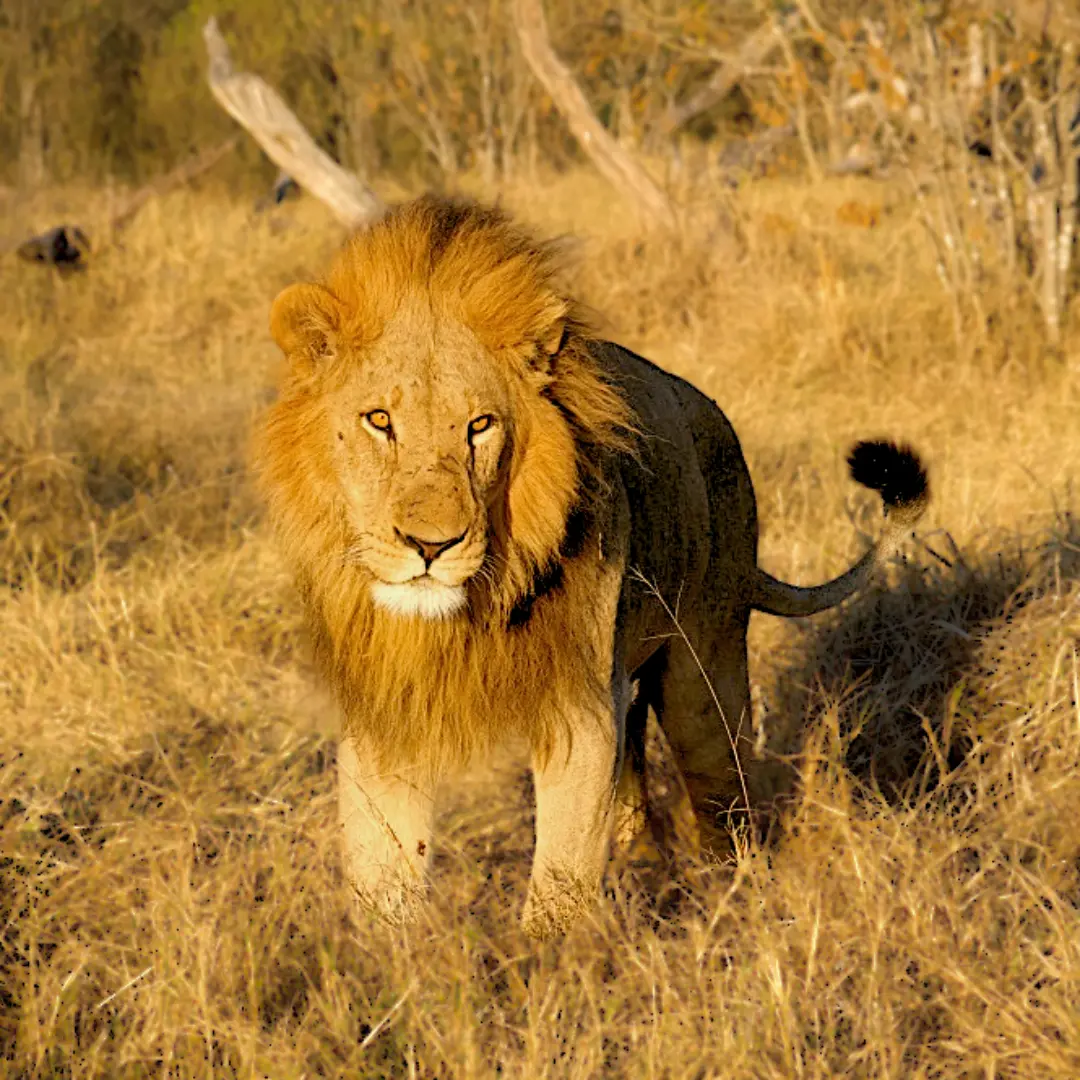 Lew w parku Moremi, Botswana