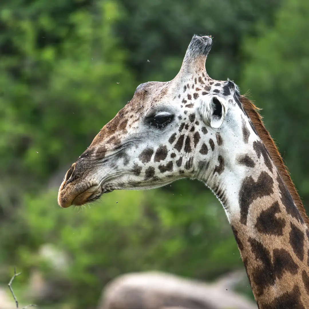 Żyrafa w parku narodowym Serengeti w Tanzanii