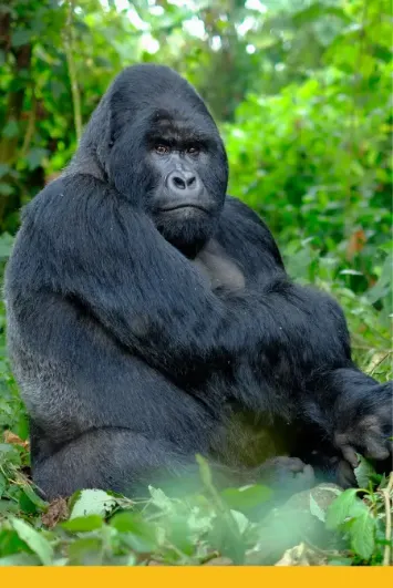 Goryl górski, safari Uganda