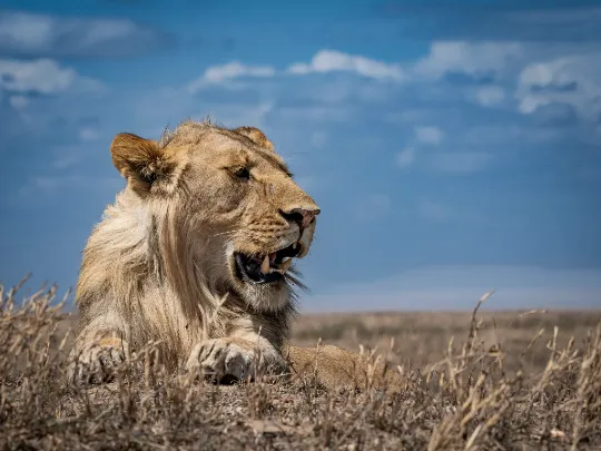 Lew podczas wycieczki do Tanzanii