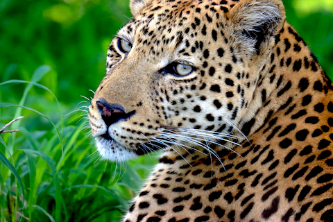 Lampart, Moremi, Botswana