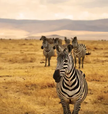 Zebry w kraterze Ngorongoro w Tanzanii