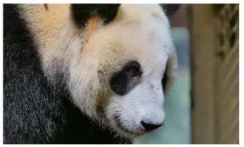 PANDA OLBRZYMIA W CHENGDU, CHINY