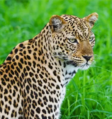 Lampart w parku narodowym South Luangwa w Zambii