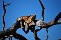 Lampart na drzewie, Botswana