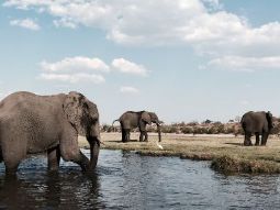 Słonie, Botswana