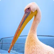 Zbliżenie na pelikana w Walvis Bay w Namibii