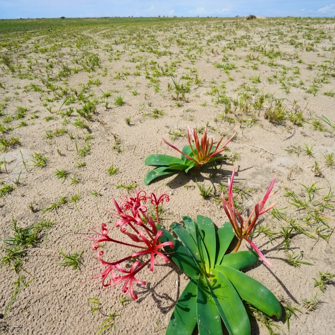 Rośliny na Ntwetwe Pans, Botswana