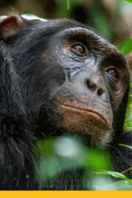 Szympans w Kibale, parku narodowym w Ugandzie