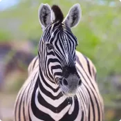 Zebra w parku narodowym Etosza w Namibii